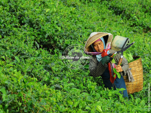 Darjeeling Chamong - La récolte