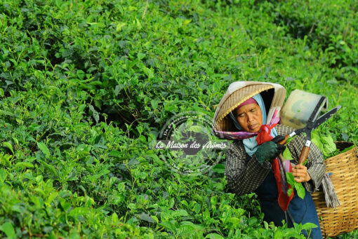Darjeeling Chamong - La récolte