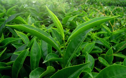 Plantation de thé noir de Ceylan Indulgashinna