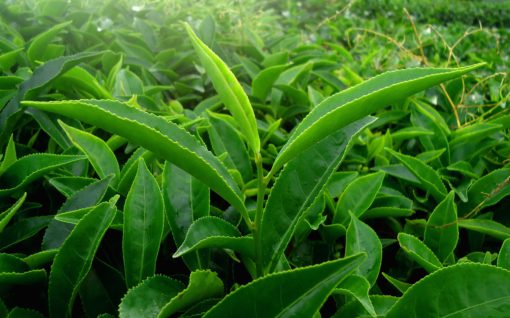 Plantation de thé noir de Ceylan - Earl Grey