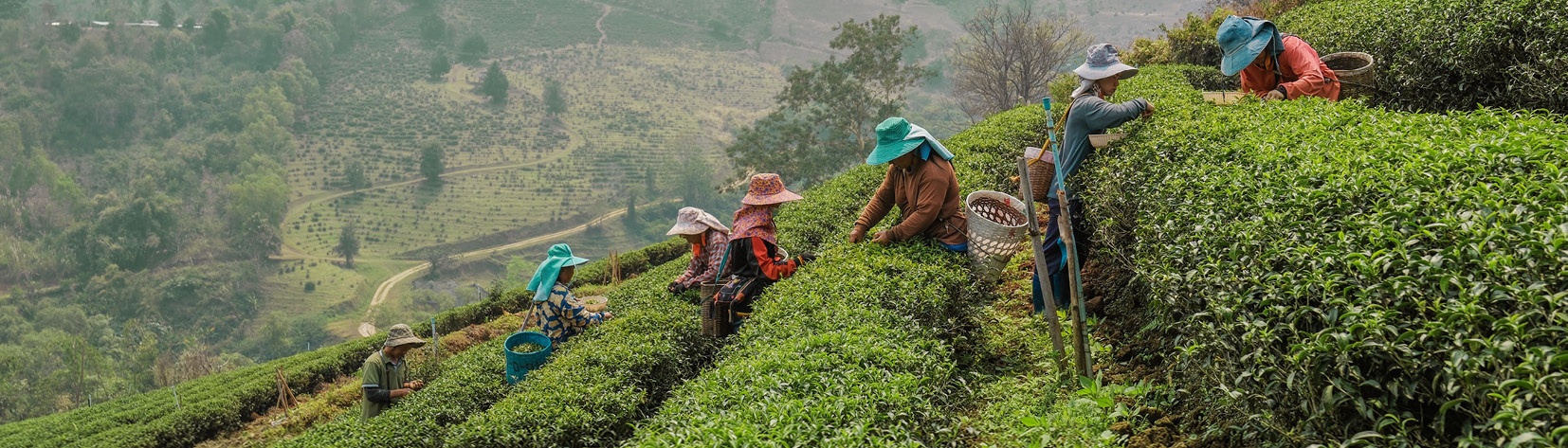 Récolte du thé noir Darjeeling Makaibari
