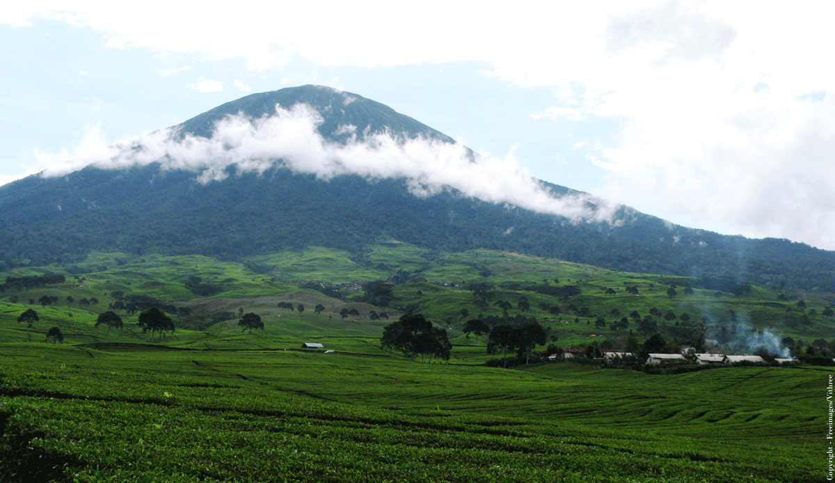 Paysage de cultures de thés pour le thé noir Darjeeling Makaibari