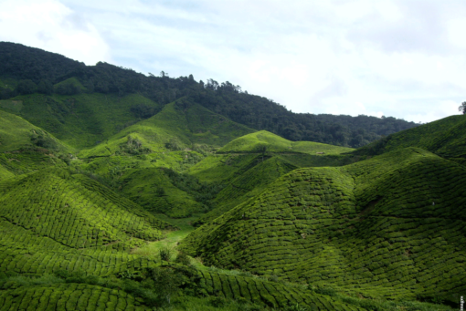 Montages du Yunnan avec les plantations de thés