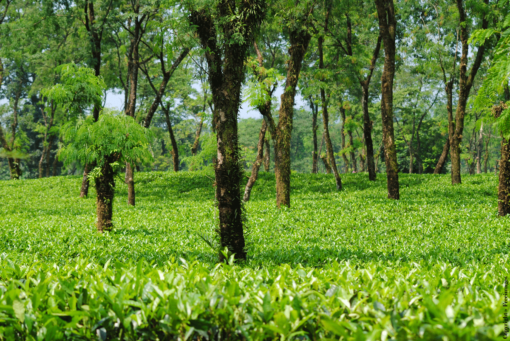 Plantation de thé pour le thé vert Amande Grillée Vert