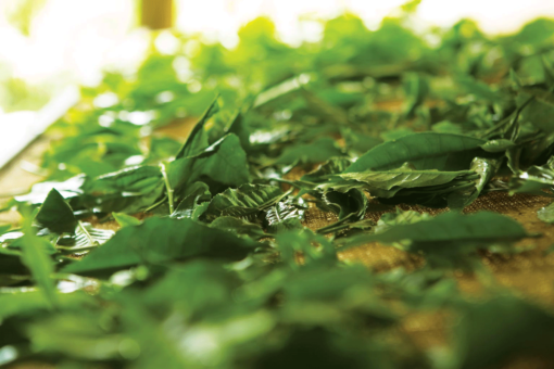 Feuilles de la tisane de mûrier au basilic citronné
