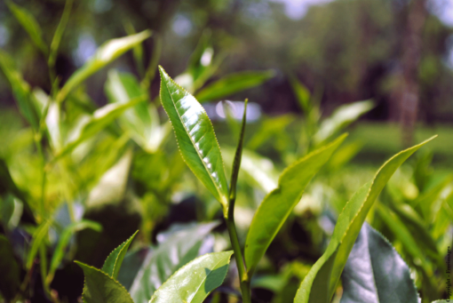 Feuilles de thés pour le thé vert Amande Grillée Vert