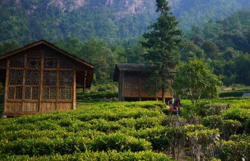 Une pagode de récoltant dans les champs de thé du Japon.