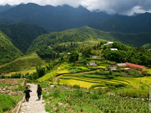 Plateaux du Laos où l'on récolte la tisane de mûrier au basilic citronné